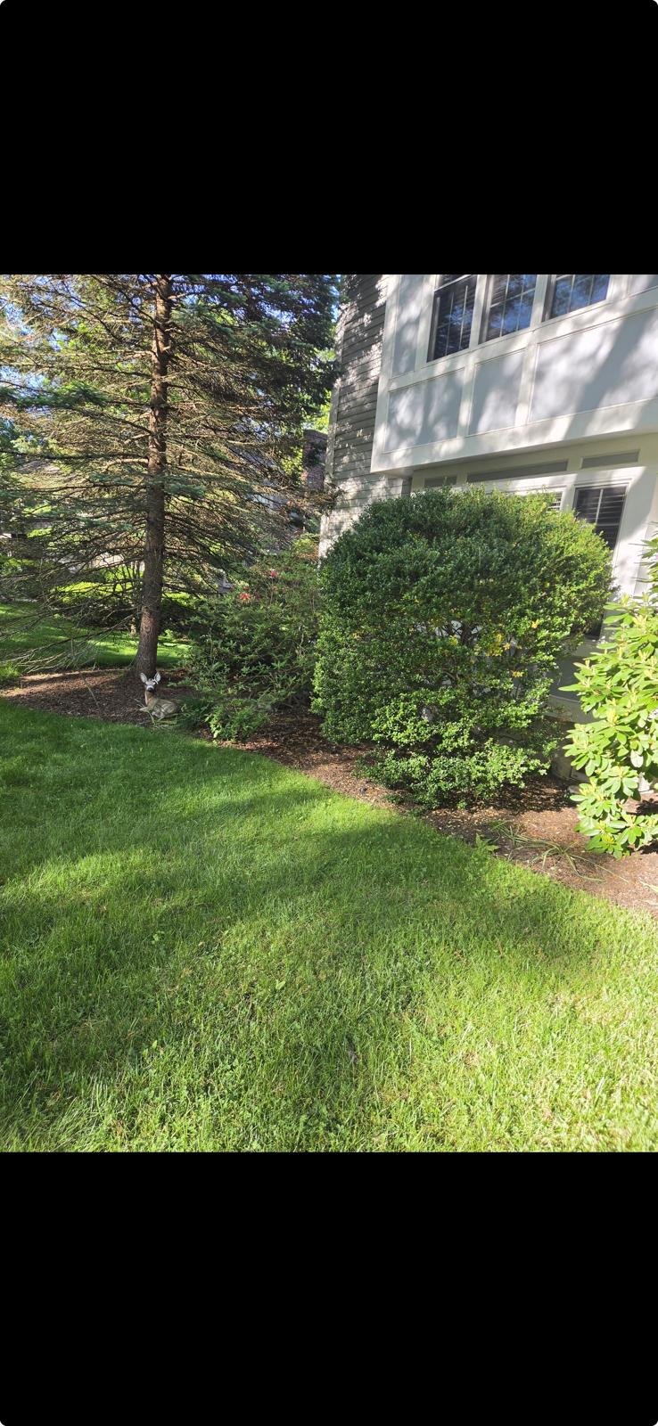 Tree and shrub services